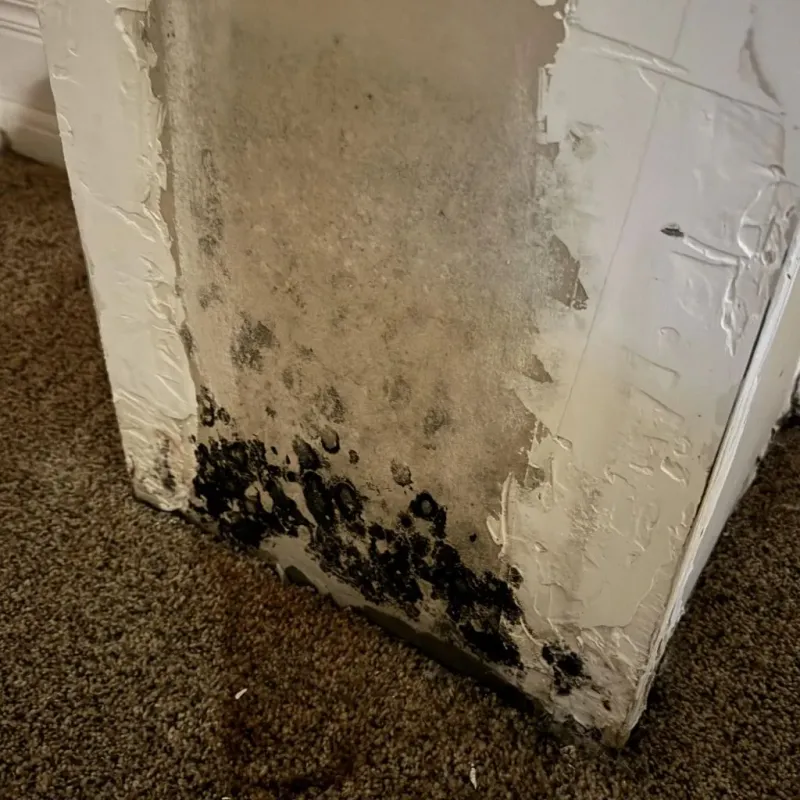 Professional Mold Removal in Pasquotank County, NC
